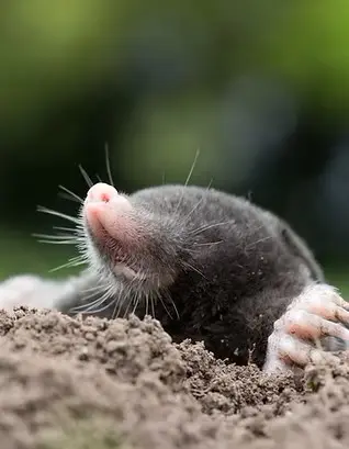 Mole Coming out of the ground