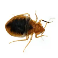 Bed Bug Control 5 Star Pest Solutions