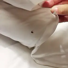 bed bugs under a bed sheet