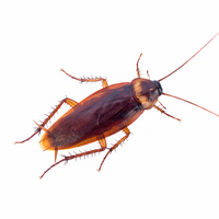 Cockroach Control 5 Star Pest Solutions