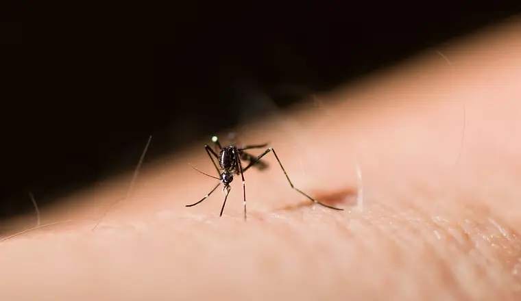 a mosquito biting a human skin