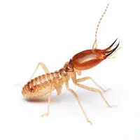 Termite Control 5 Star Pest Solutions