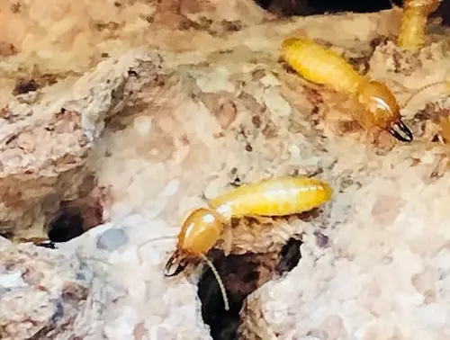 termites in their nest