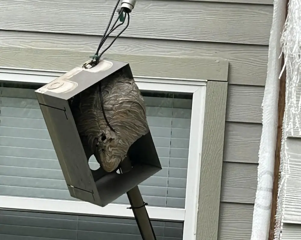 wasp control a wasp nest in an electrical box of a home